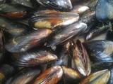 Mejillones al horno