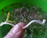 Foto del paso 8 de la receta Brotes de soja (dientes de dragón) caseros