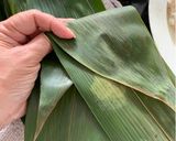 Foto langkah ke 19 dari resep Bacang Ketan + tips.