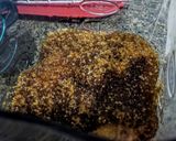 Foto del paso 1 de la receta: BUDÍN De Guineo🍌 (banano) 3 colores, con Arándanos🍒...!