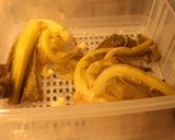 Foto del paso 7 de la receta: Almuerzo de miércoles, para jueves y pimientos rellenos para viernes