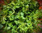 Hình bước làm 1 của món Canh xà lách xoong thịt bằm