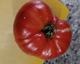 Foto del paso 1 de la receta: Tartar de tomate con stracciatella