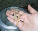 மட்டன் வருவல் ரெசிபி ஸ்டேப் 4 புகைப்படம்