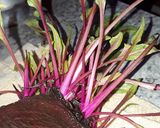 Foto del paso 1 de la receta: Raíces de hortalizas para semillas
