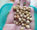 Foto langkah ke 1 dari resep Susu Kacang Kedelai.