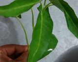 A picture of step 1 of Water spinach (karmi ka saag).