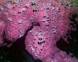 A picture of step 6 of Zobo Drink.