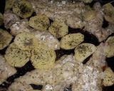 Foto del paso 4 de la receta: Merluza con papas al horno