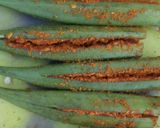 A picture of step 1 of Bharwa bhindi in dahi kadi.