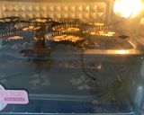 Foto langkah ke 7 dari resep Choco Almond Muffin.