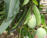 Foto langkah ke 1 dari resep Rujak mangga BONCABE.