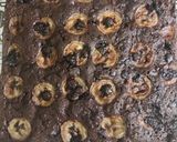Foto langkah ke 6 dari resep Banana Brownis.