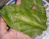 A picture of step 2 of Palak Pakory.