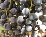 A picture of step 1 of California Farm No Sugar Grape Jelly.