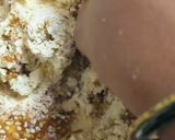 आळुवडी (aloo wadi recipe in marathi) रेसिपी स्टेप 5 फोटो 