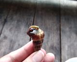 Foto langkah ke 7 dari resep Siput laut balelo with the real taste.