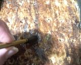 عکس مرحله 11 از دستور نان شیرین پسته ای (بدون خمیر مایه)