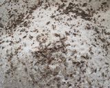 A picture of step 1 of Sooji mathri.