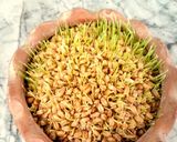 عکس مرحله 2 از دستور سبزه عید(گندم)🌾