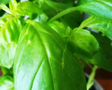 Foto del paso 1 de la receta: Pechuga de pollo a la albahaca 🌿
