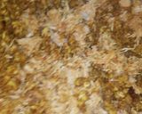 A picture of step 7 of Crispy chicken mongh daal Kachori😋.