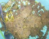 Foto langkah ke 7 dari resep Gepuk Daging Sapi.
