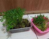 Foto langkah ke 2 dari resep Vege Omelet.