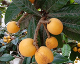 Foto del paso 1 de la receta: Mermelada de nísperos