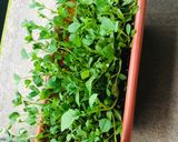 A picture of step 1 of Vendhaya keerai kootu recipe, fenugreek leaves kootu.