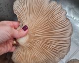 Foto del paso 1 de la receta: Gírgolas en conserva (Hongos, setas) 🍄