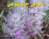 عکس مرحله 2 از دستور دمنوش چای کوهی