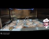 عکس مرحله 3 از دستور کلوچه