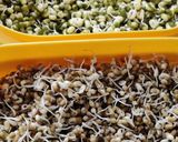 A picture of step 1 of Instant sprouts chaat.