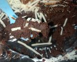 Foto langkah ke 6 dari resep Brownis ekonomis ide jualan.