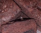 Foto langkah ke 6 dari resep Brownies kukus lumer asli wenakk by moms khalil.