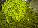 Matar burfi