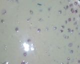 Foto langkah ke 1 dari resep Peyek kacang.