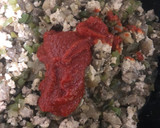 Foto del paso 6 de la receta: Berenjenas rellenas