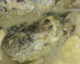 Foto langkah ke 5 dari resep Gulai kepala ikan gabus cabe rawit.