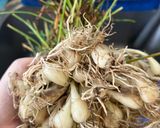 Hình bước làm 1 của món Bò Xào Củ Kiệu Tươi