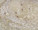 A picture of step 6 of Mughlai Beef.
