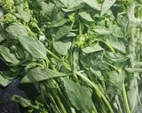 Foto del paso 5 de la receta: Mi pesto