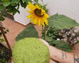 Foto del paso 1 de la receta: Mozzarella vegana de albahaca