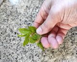 Foto del paso 2 de la receta: Limonada natural con menta