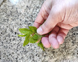 Foto del paso 2 de la receta: Limonada natural con menta