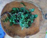 Foto del paso 2 de la receta: Ensalada de berro (Ensalada de berrú)