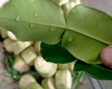 Foto langkah ke 4 dari resep Lodeh Terong dan Kacang Panjang.