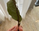 عکس مرحله 3 از دستور ته چین مرغ