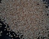 Foto del paso 2 de la receta: ¡Palanquetas Nuevas!